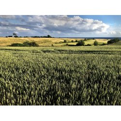 �R� STANDARD ISSUE FLASKE